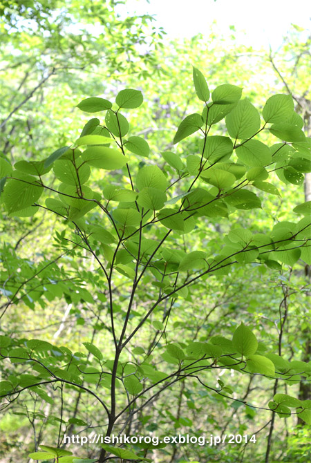 ブナの森 若葉の頃・森林公園_a0223379_045333.jpg