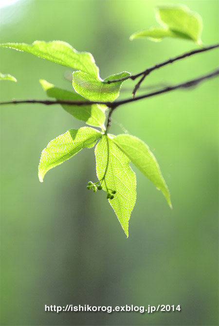 ブナの森 若葉の頃・森林公園_a0223379_2059080.jpg