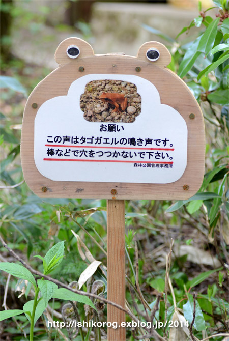 ブナの森 若葉の頃・森林公園_a0223379_21494828.jpg