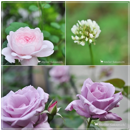 バラ　クィーン・オブ・スウェーデン の開花とシャクヤクのドライフラワー。_f0214688_17420745.jpg