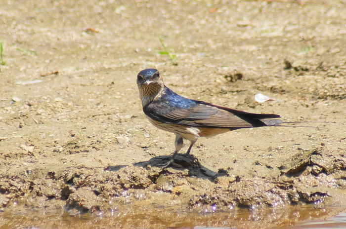 コシアカツバメ（トックリツバメ）_a0206496_4415621.jpg