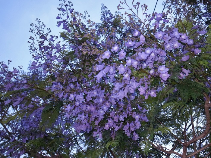 c0049299_17392510.jpg