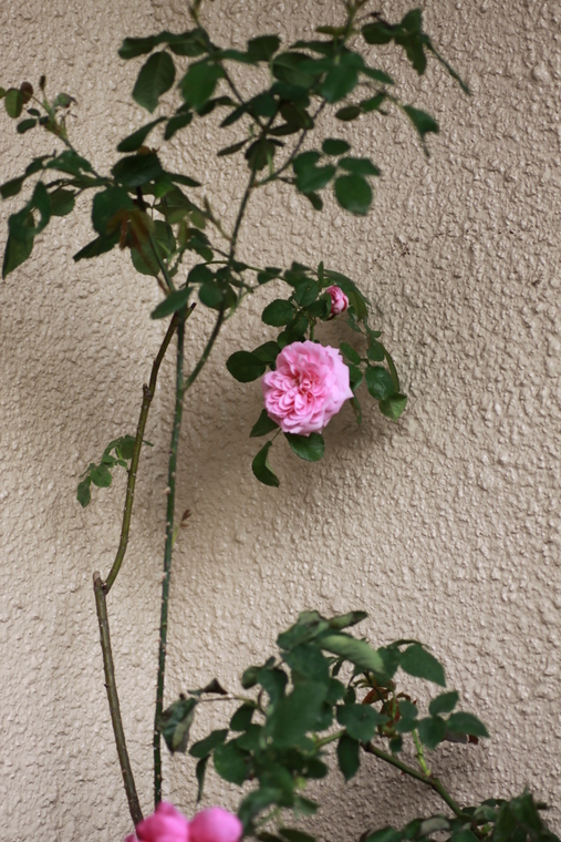 d0248502_18455453.jpg