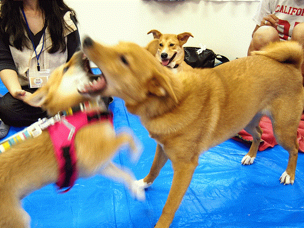 f0242002_2127528.gif