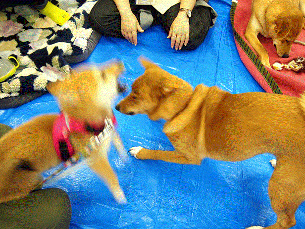 f0242002_2142583.gif