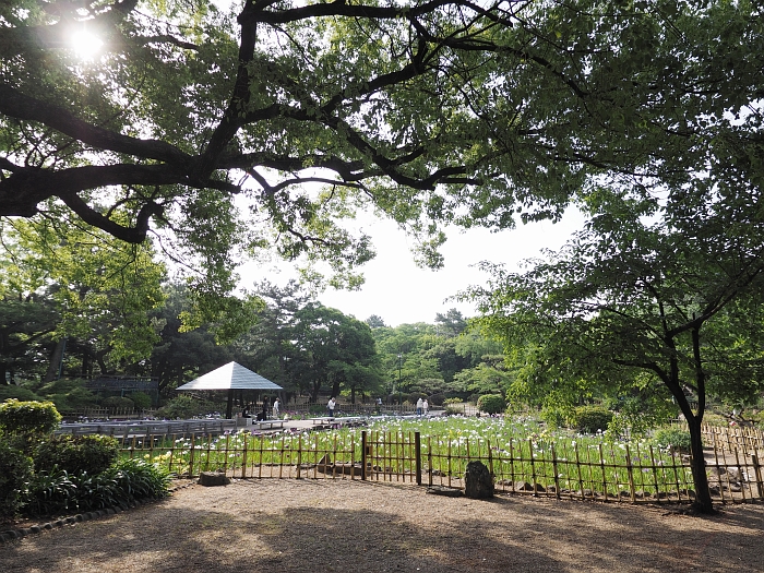 鶴舞公園の花菖蒲とアジサイ 14 いわしののんびり遊泳 vol 2 鶴舞公園の花菖蒲とアジサイ 14 いわしののんびり遊泳 vol 2