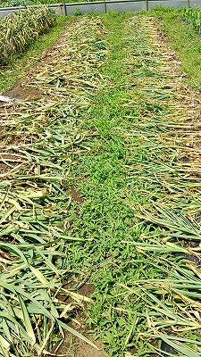 e0270403_18371096.jpg