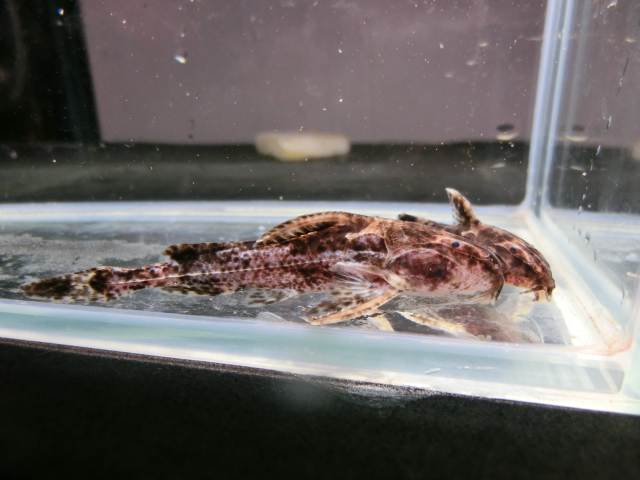 世界の淡水魚の約2割がナマズの仲間です。_b0141806_2315583.jpg