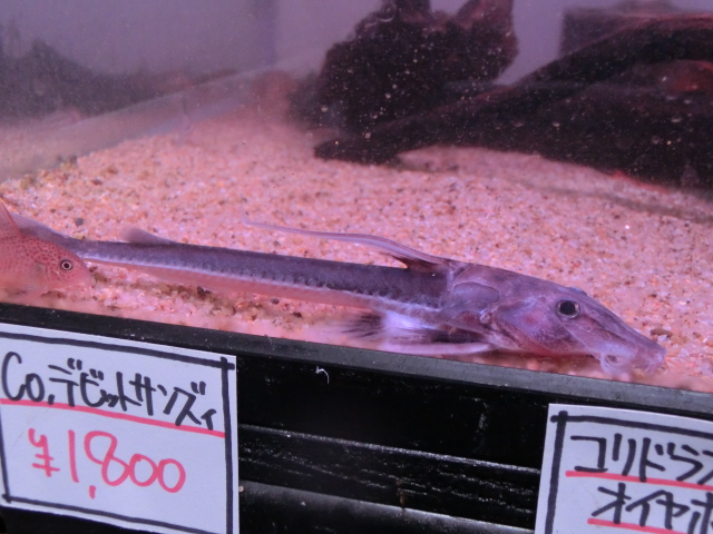 世界の淡水魚の約2割がナマズの仲間です。_b0141806_2328991.jpg