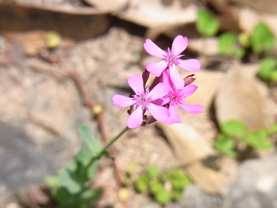 e0138807_14395442.jpg