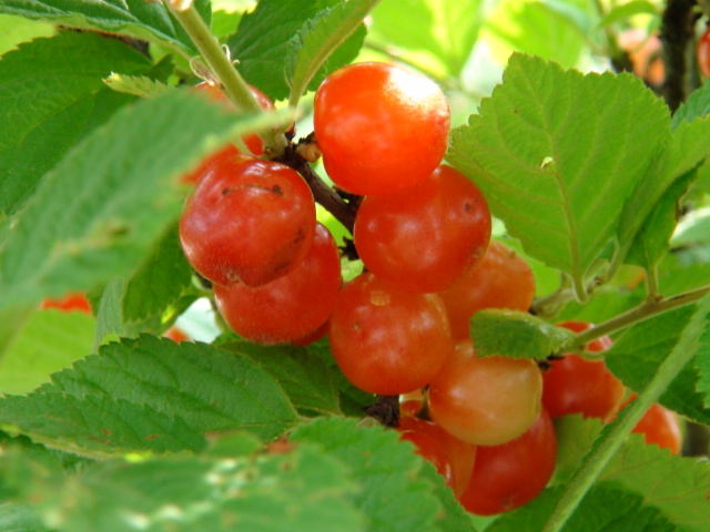 ユスラウメの花と５月の赤い実…2015/3/23 : 徳ちゃん便り