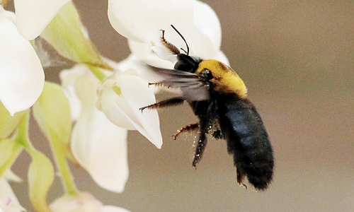 クマバチ・クマンバチ（carpenter bee）_f0310221_438425.jpg