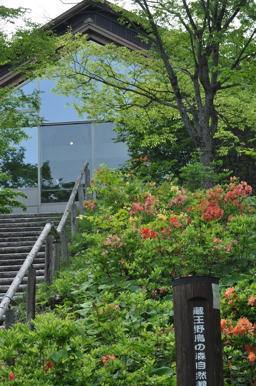 遠刈田の森＆蔵王野鳥の森を散策_a0248728_6305243.jpg