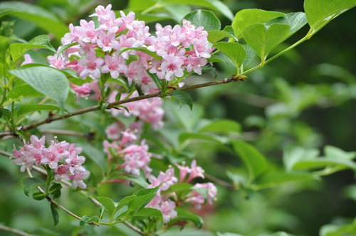 遠刈田の森＆蔵王野鳥の森を散策_a0248728_6523137.jpg