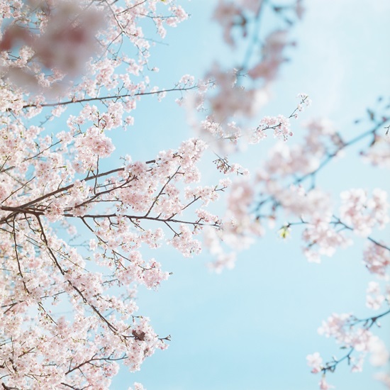 サクラ咲く2014　早咲きの桜_a0167234_0275530.jpg