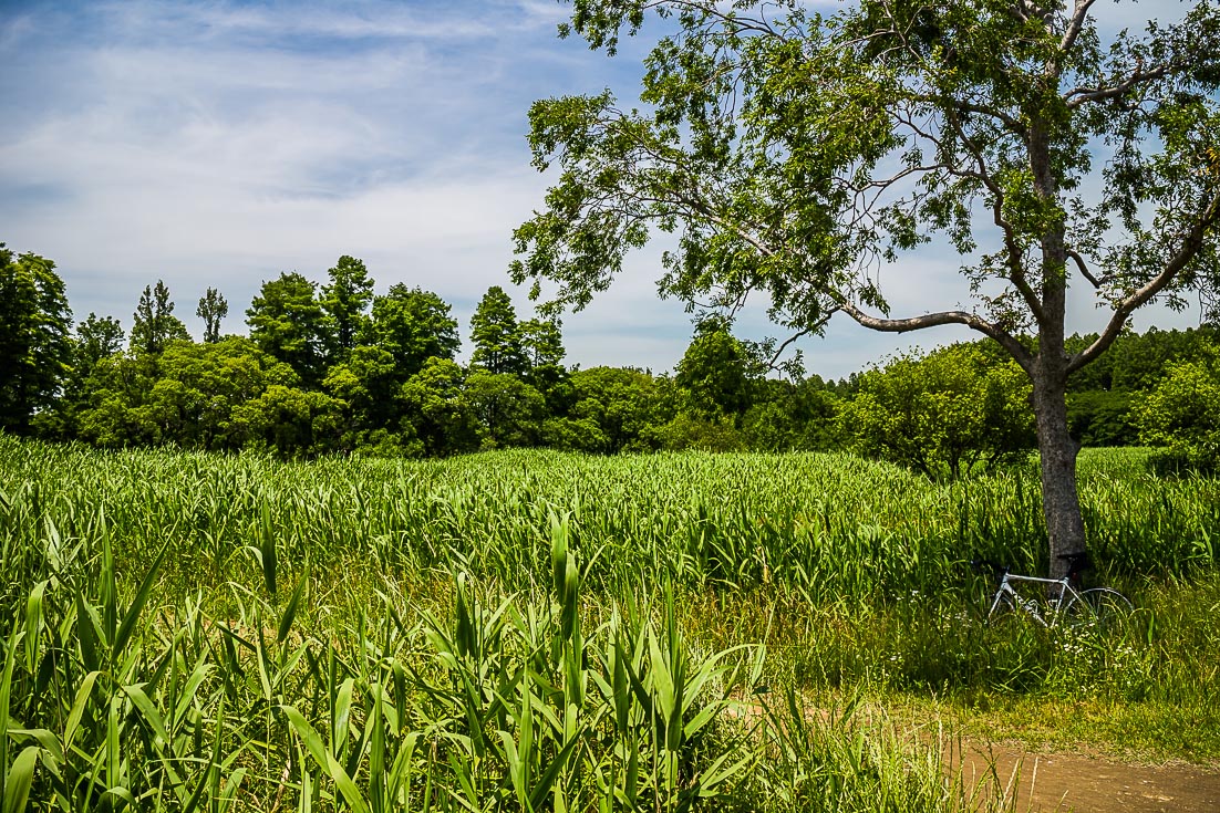 水元公園で夏山気分!?_b0295234_20534341.jpg