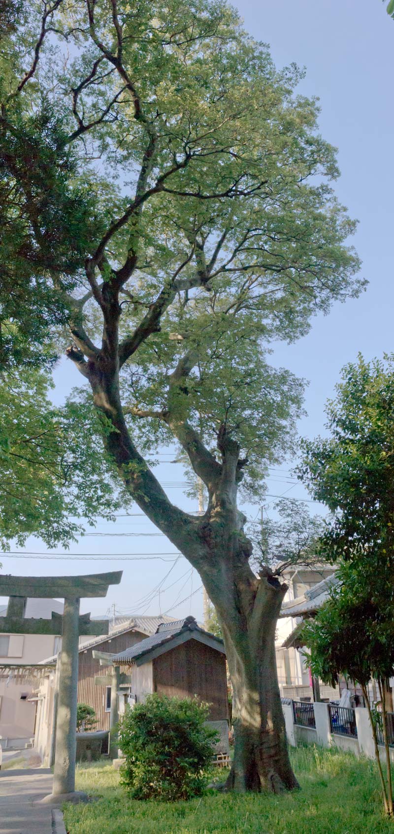 熊野神社　福岡県福岡市西区今津_b0023047_04393651.jpg