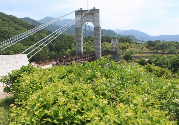 秦野戸川公園のアジサイとバラの様子だよ_c0171849_13583945.jpg
