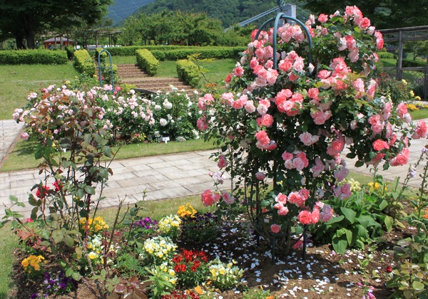 秦野戸川公園のアジサイとバラの様子だよ_c0171849_13585321.jpg