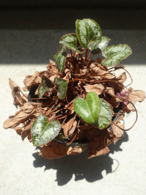 b0046050_9552670.gif