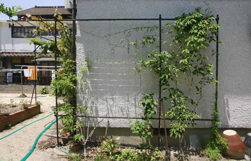 紫香の成長 つる植物生育日記