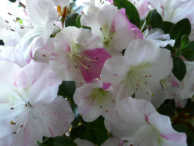 c0043055_15293852.jpg