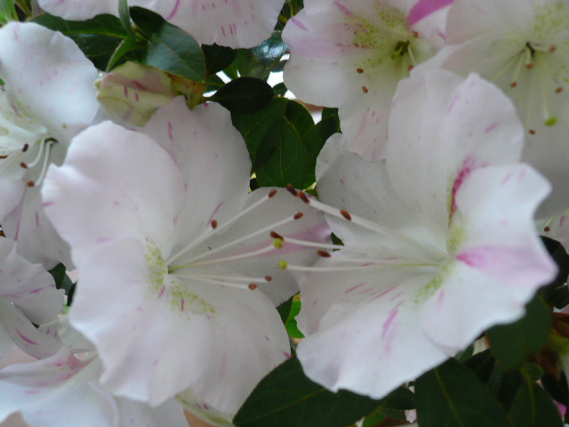c0043055_15295222.jpg