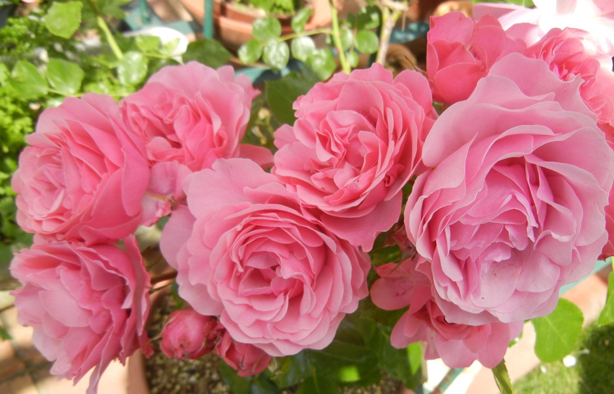 ’14,5,30(金)薔薇の園を訪ねて!_f0060461_10242142.jpg