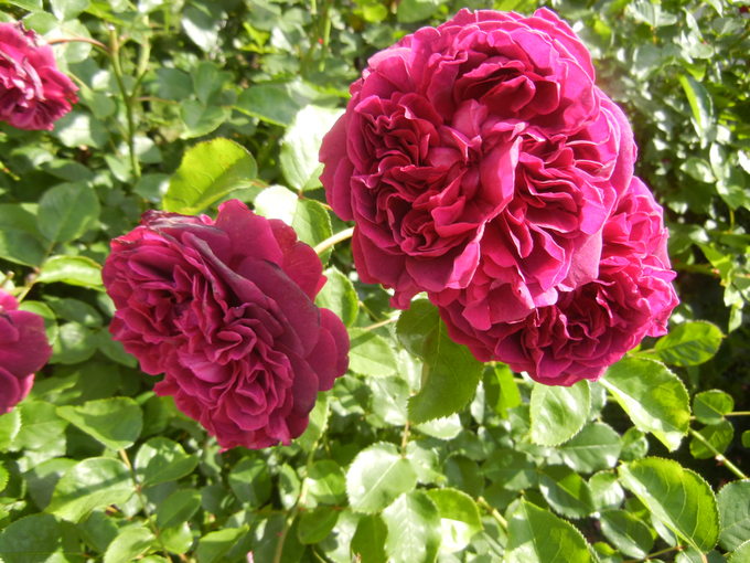 ’14,5,30(金)薔薇の園を訪ねて!_f0060461_10293795.jpg