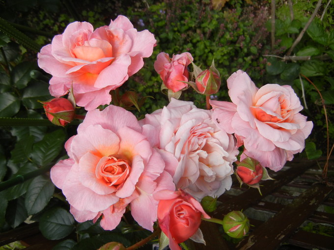 ’14,5,30(金)薔薇の園を訪ねて!_f0060461_9365140.jpg
