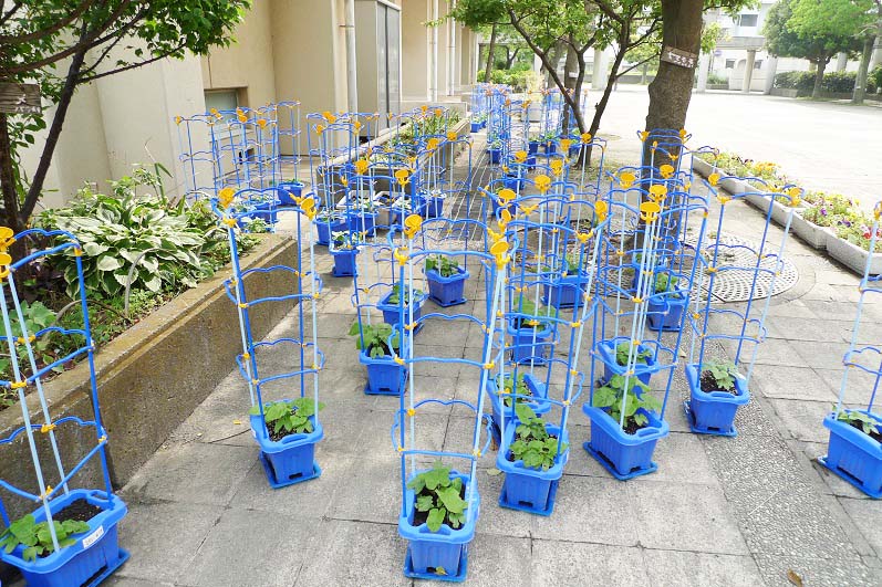 3 536 あさがお君は左へ進んでいくが右巻である 三百六十五連休 3 536 あさがお君は左へ進んでいくが右巻である 三百六十五連休
