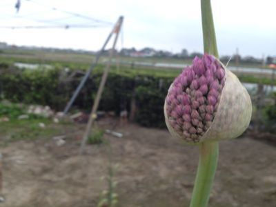 にんにくの花 水色の雨