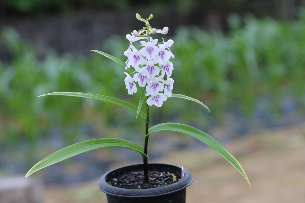 羽蝶蘭 斑入り銘品 白鷹の舞 The Blog Of Meraki