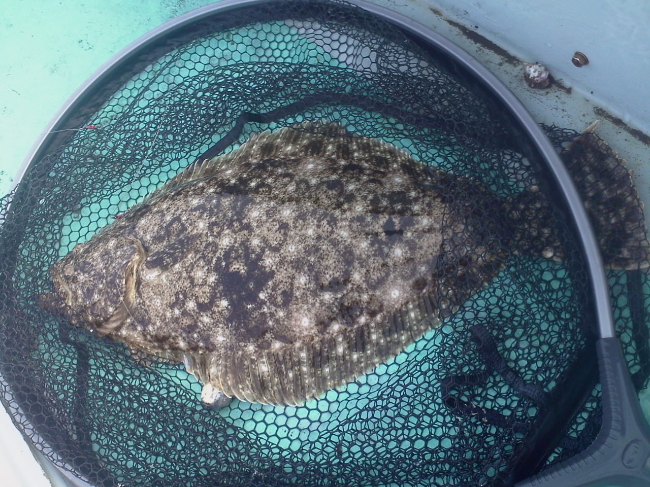 e0204372_20170103.jpg