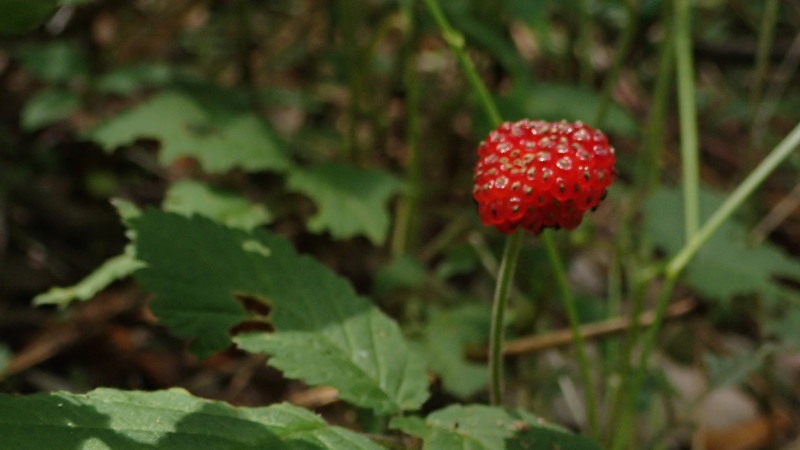 e0024081_16315106.jpg