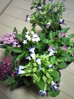 f0148582_0131477.jpg