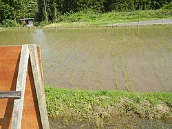 5月30日の田んぼ(月光原小・西根小)_d0247484_17273077.jpg