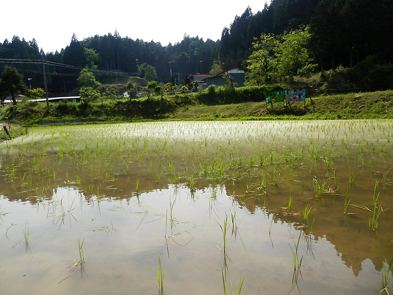 5月30日の田んぼ(月光原小・西根小)_d0247484_17282056.jpg