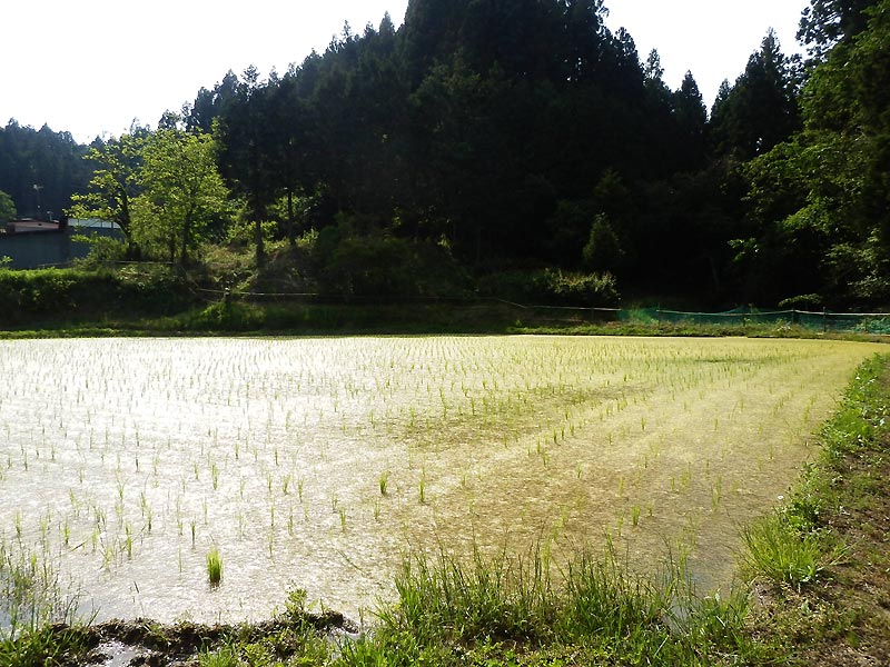 5月30日の田んぼ(月光原小・西根小)_d0247484_17291116.jpg