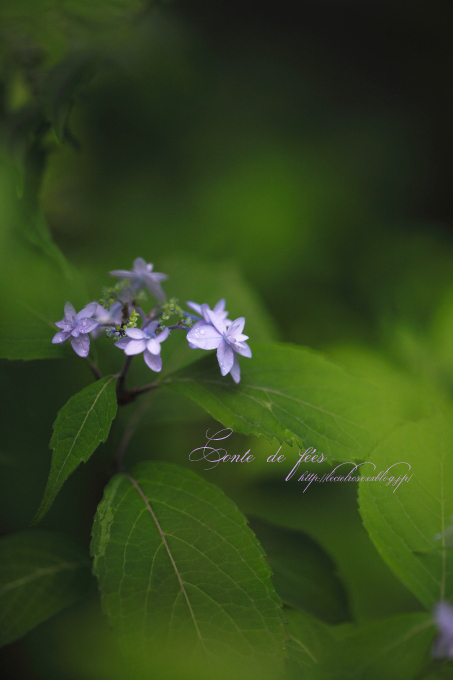 山紫陽花に魅せられて 4_e0277585_20374391.jpg