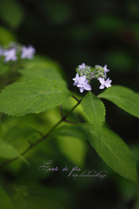 山紫陽花に魅せられて 4_e0277585_2051350.jpg