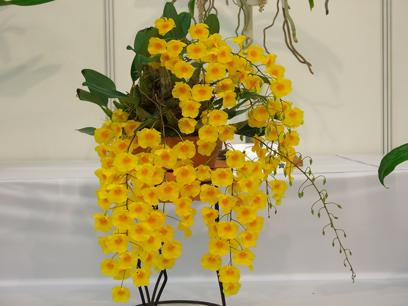 Dendrobium lindleyi \'Florida Sunshine\' その３ in 池袋サンシャイン_a0267399_21302790.jpg