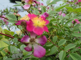 c0152002_18512311.jpg