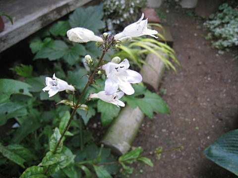 d0046702_6561330.jpg