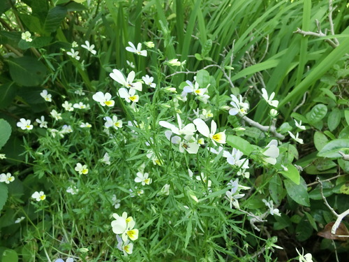 c0156104_21291837.jpg