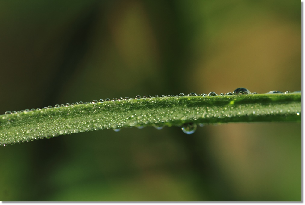 ムラサキ露草の雫_a0057905_1473218.jpg