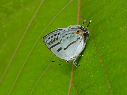 埼玉南部　　   ミズイロオナガシジミ初見2014/05/31①_d0251807_18341340.jpg