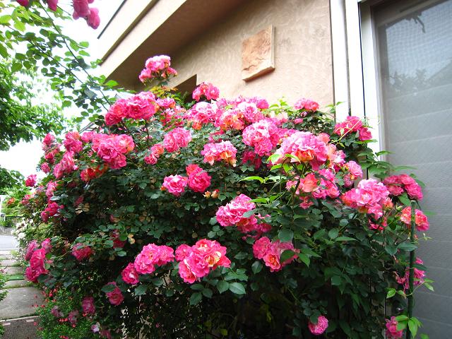 a0141408_9192749.jpg