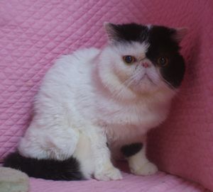 久しぶりのシャンプー あまのくん_e0033609_1650168.jpg