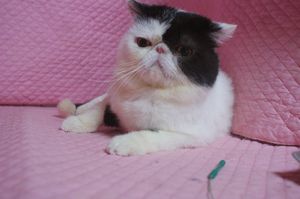 久しぶりのシャンプー あまのくん_e0033609_16502626.jpg